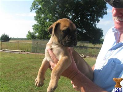Puppies in AL