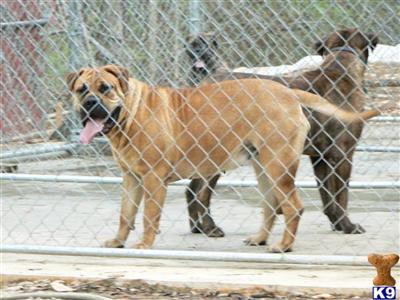 Dogs for Sale in AL