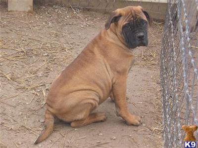 Bullmastiff Puppies for Sale