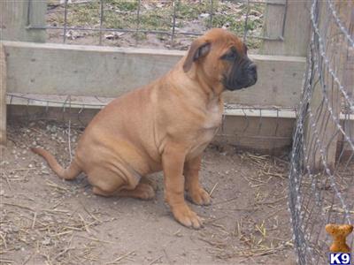 Bullmastiff Puppies for Sale