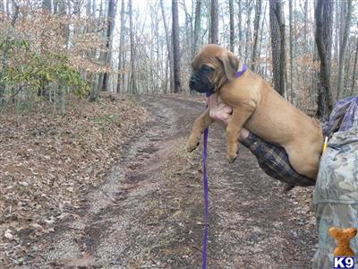 Bullmastiff Puppies for Sale
