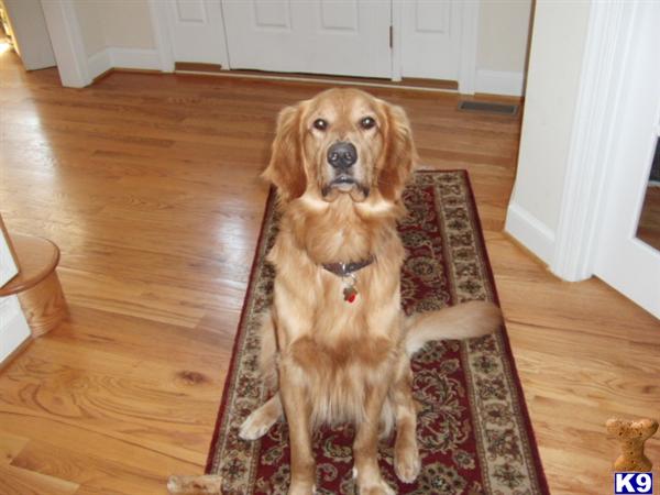 Stud Dogs in VA