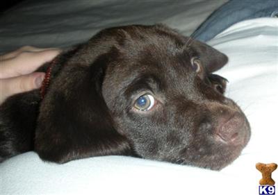 Labrador Retriever Puppies in FL