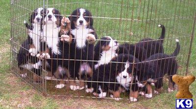 Bernese Mountain Dog Puppies for Sale