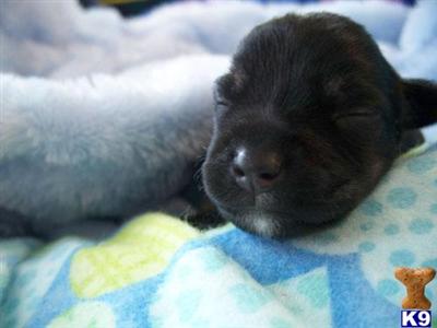 Miniature Schnauzer Puppies in FL