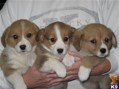 Pembroke Welsh Corgi Puppies for Sale