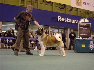 Stud Dogs - Akita
