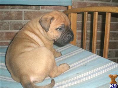 Bullmastiff Puppies for Sale