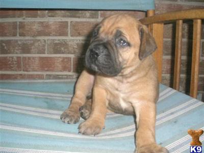 Bullmastiff Puppies for Sale
