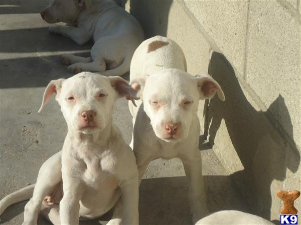 Puppies in CA