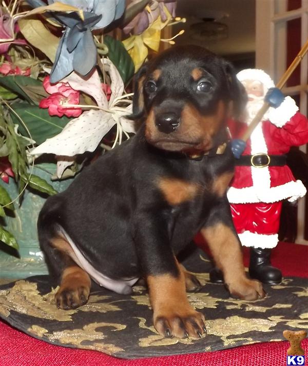 Puppies in MS
