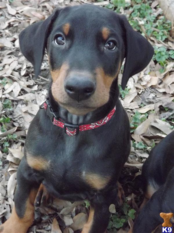 Puppies in MS