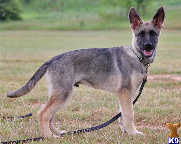 German Shepherd Puppies in TX