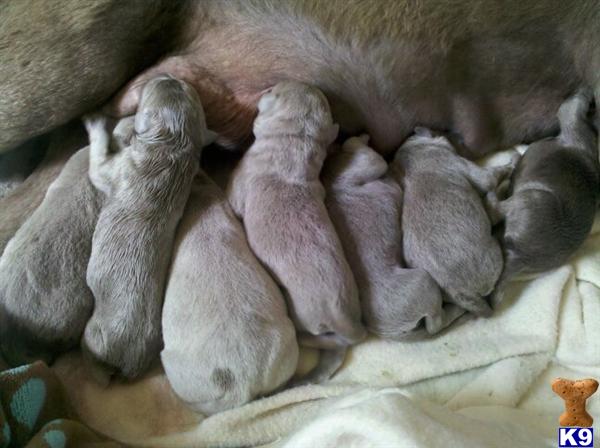 Puppies in Albion