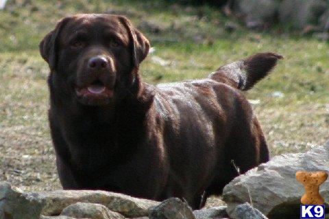 Stud Dogs in MA