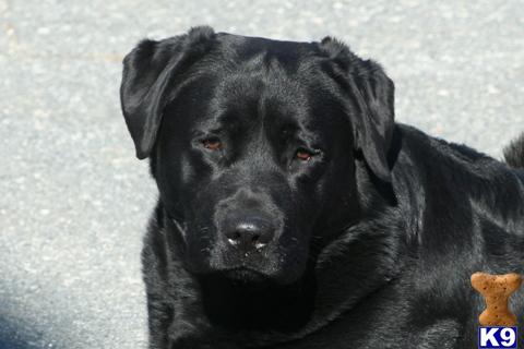 Stud Dogs in MA