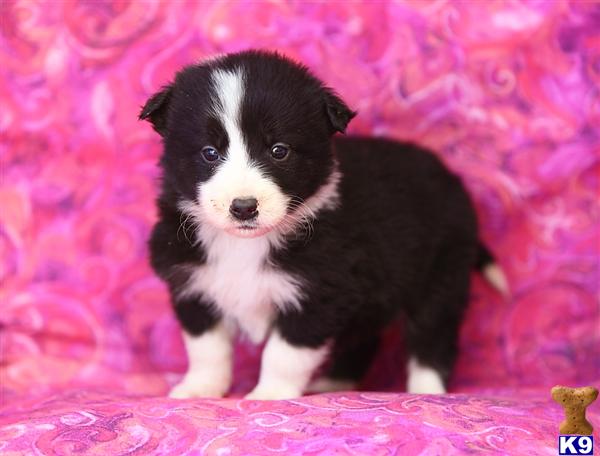 Border Collie Puppies