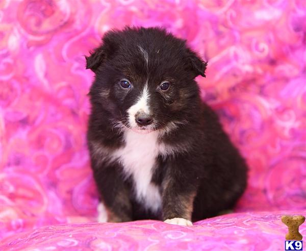 Border Collie Puppies