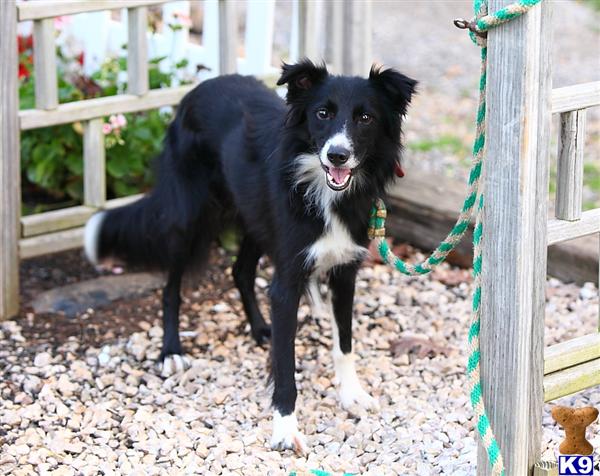 Border Collie Puppies