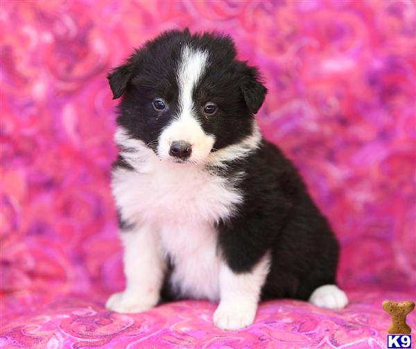 Border Collie Puppies