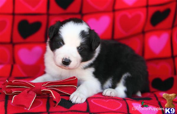 Border Collie Puppies