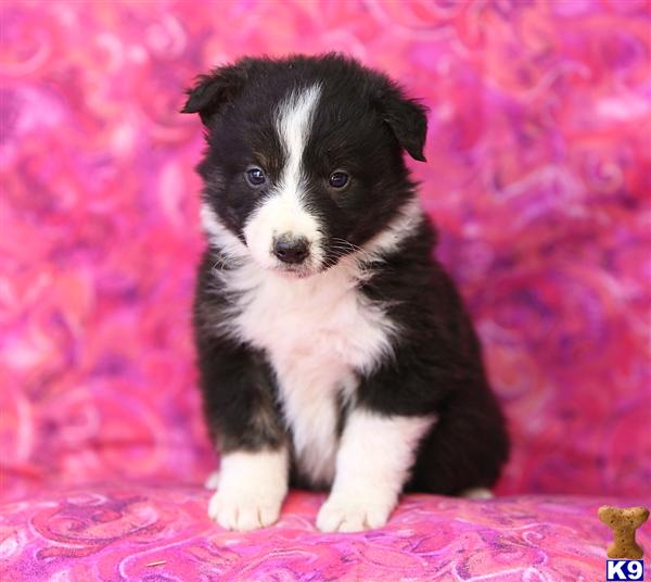Border Collie Puppies