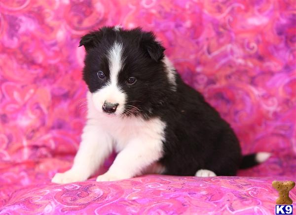 Border Collie Puppies