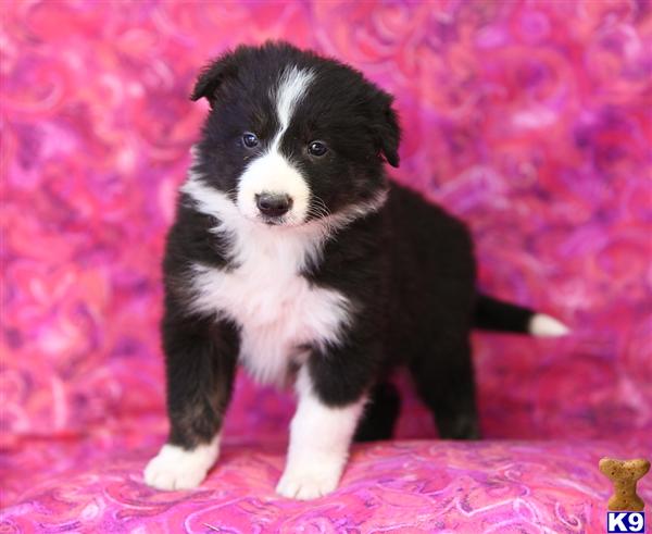 Border Collie Puppies