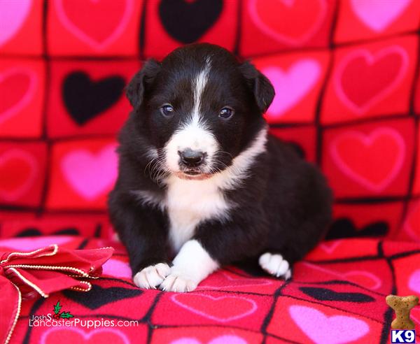 Border Collie Puppies