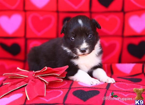 Border Collie Puppies