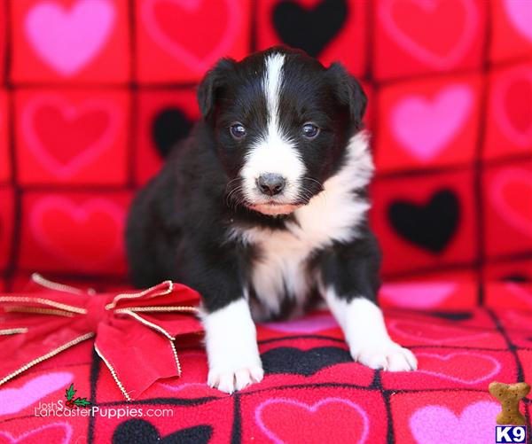 Border Collie Puppies