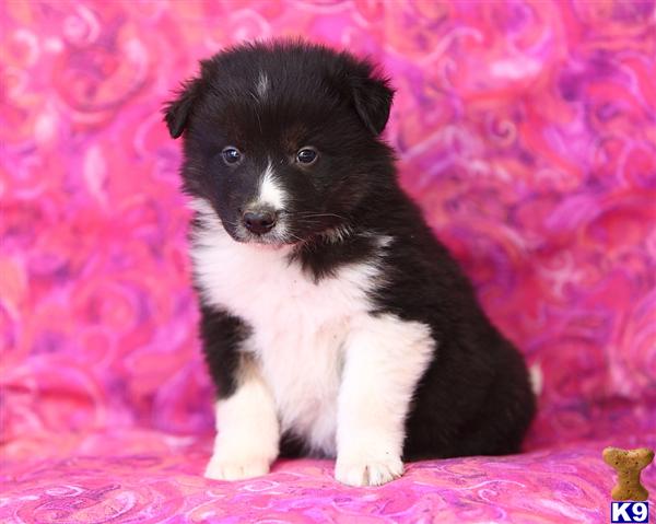 Border Collie Puppies