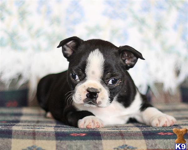 Boston Terrier Puppies