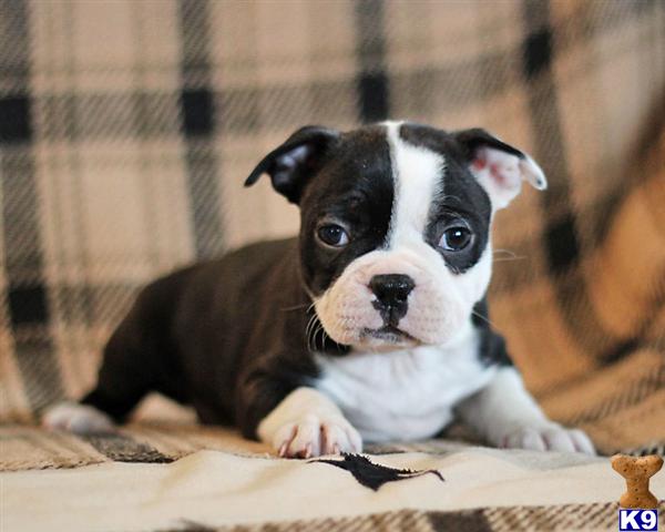 Boston Terrier Puppies