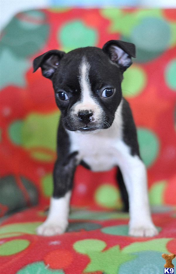 Boston Terrier Puppies