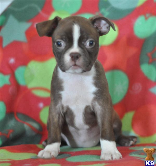 Boston Terrier Puppies