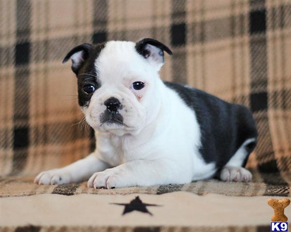 Boston Terrier Puppies
