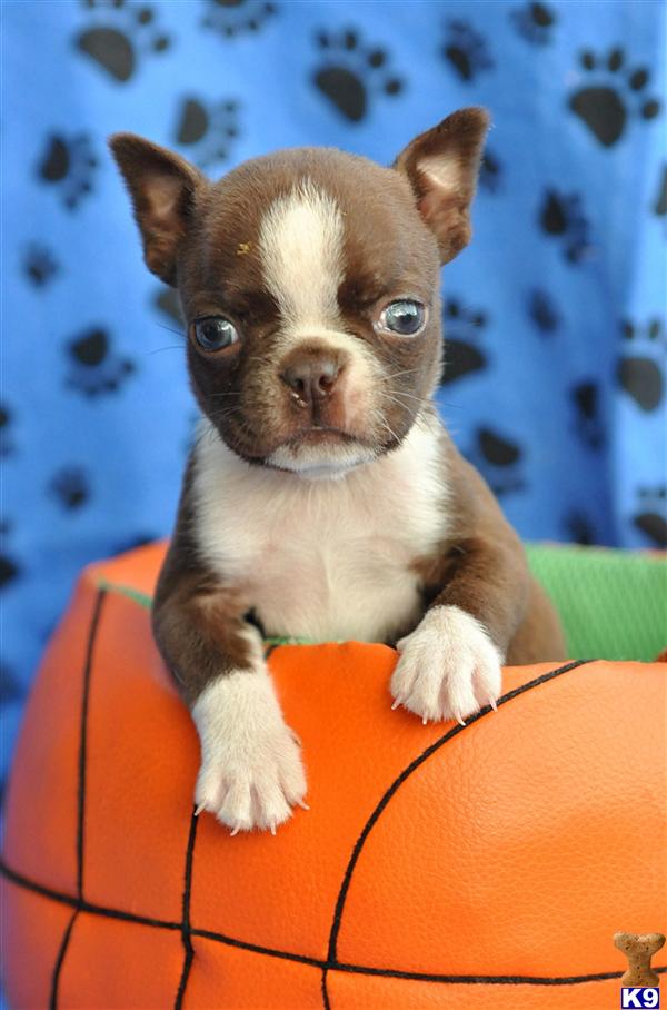 Boston Terrier Puppies