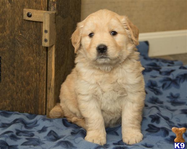 Puppies in Lancaster
