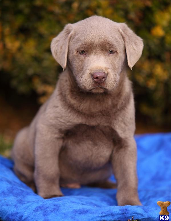 Puppies in Lancaster