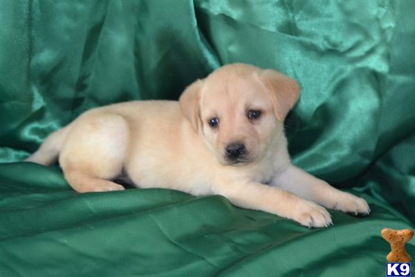 Puppies in Lancaster