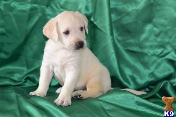 Puppies in Lancaster