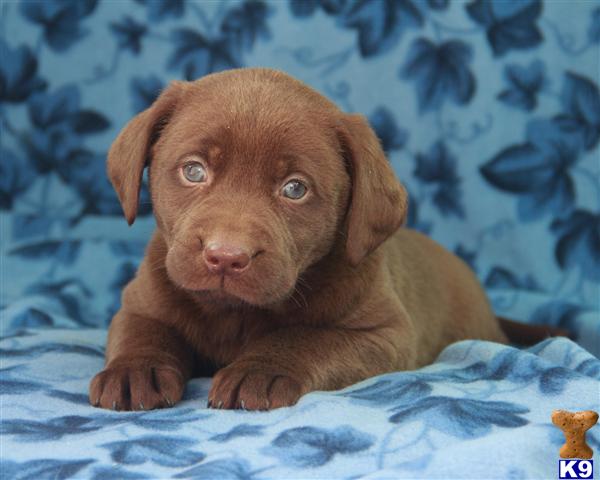 Puppies in Lancaster