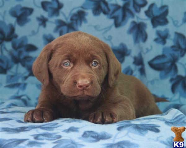Puppies in Lancaster