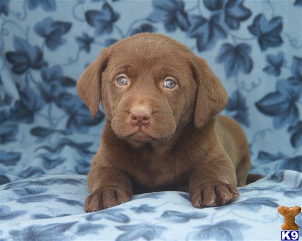 Puppies in Lancaster