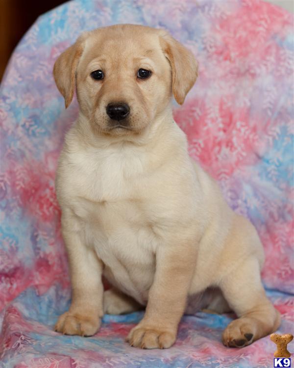 Puppies in Lancaster