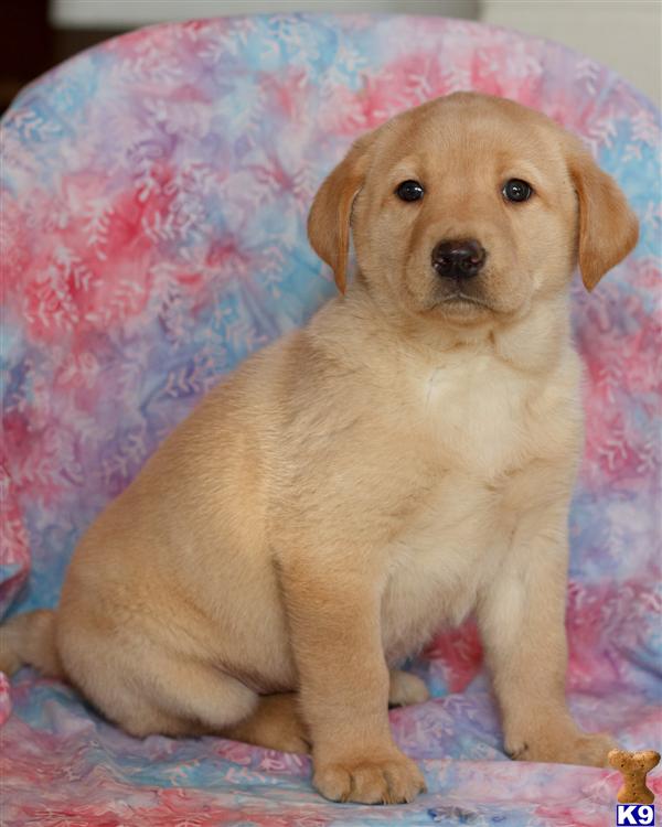 Puppies in Lancaster