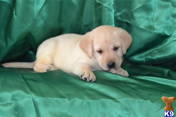 Puppies in Lancaster