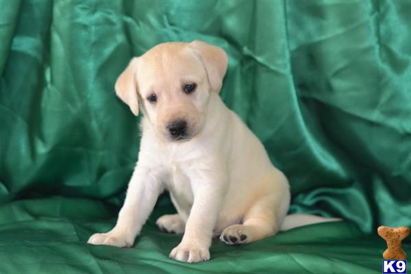 Puppies in Lancaster