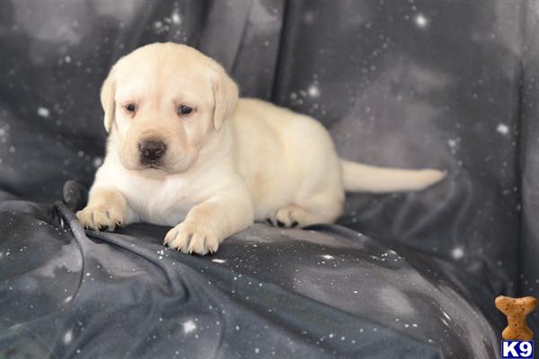 Puppies in Lancaster